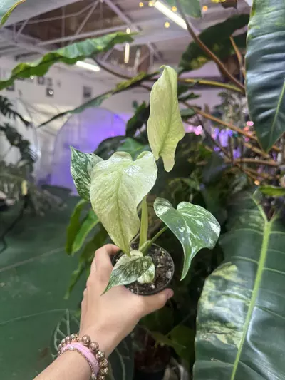 plant/Monstera white monster 4”-0-thumbnail
