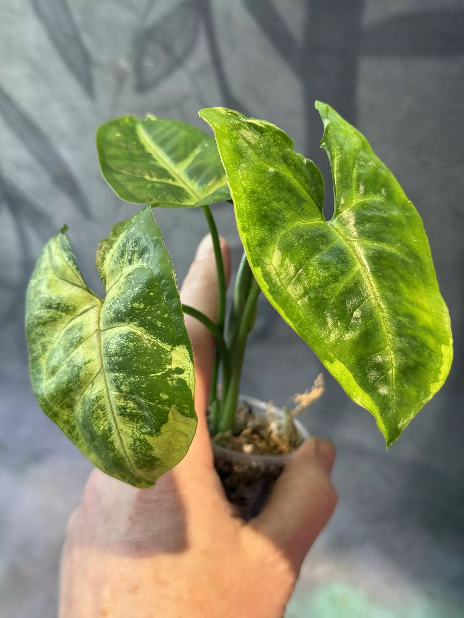 plant/Syngonium mango mutation-0
