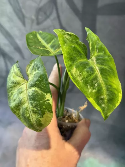plant/Syngonium mango mutation-0-thumbnail