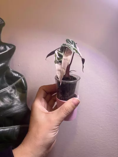 plant/✨Alocasia Pink Polly✨-2-thumbnail