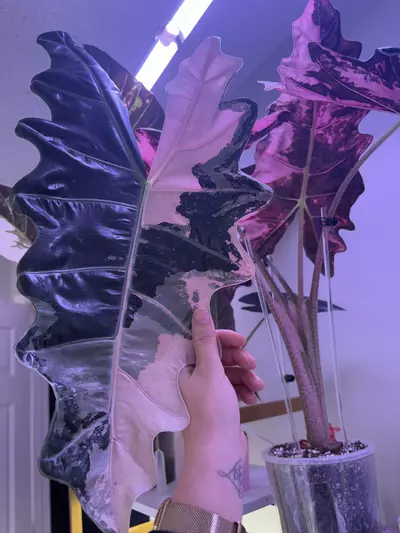plant/✨Alocasia Pseudo Sanderiana Albo/Pink✨-3-thumbnail