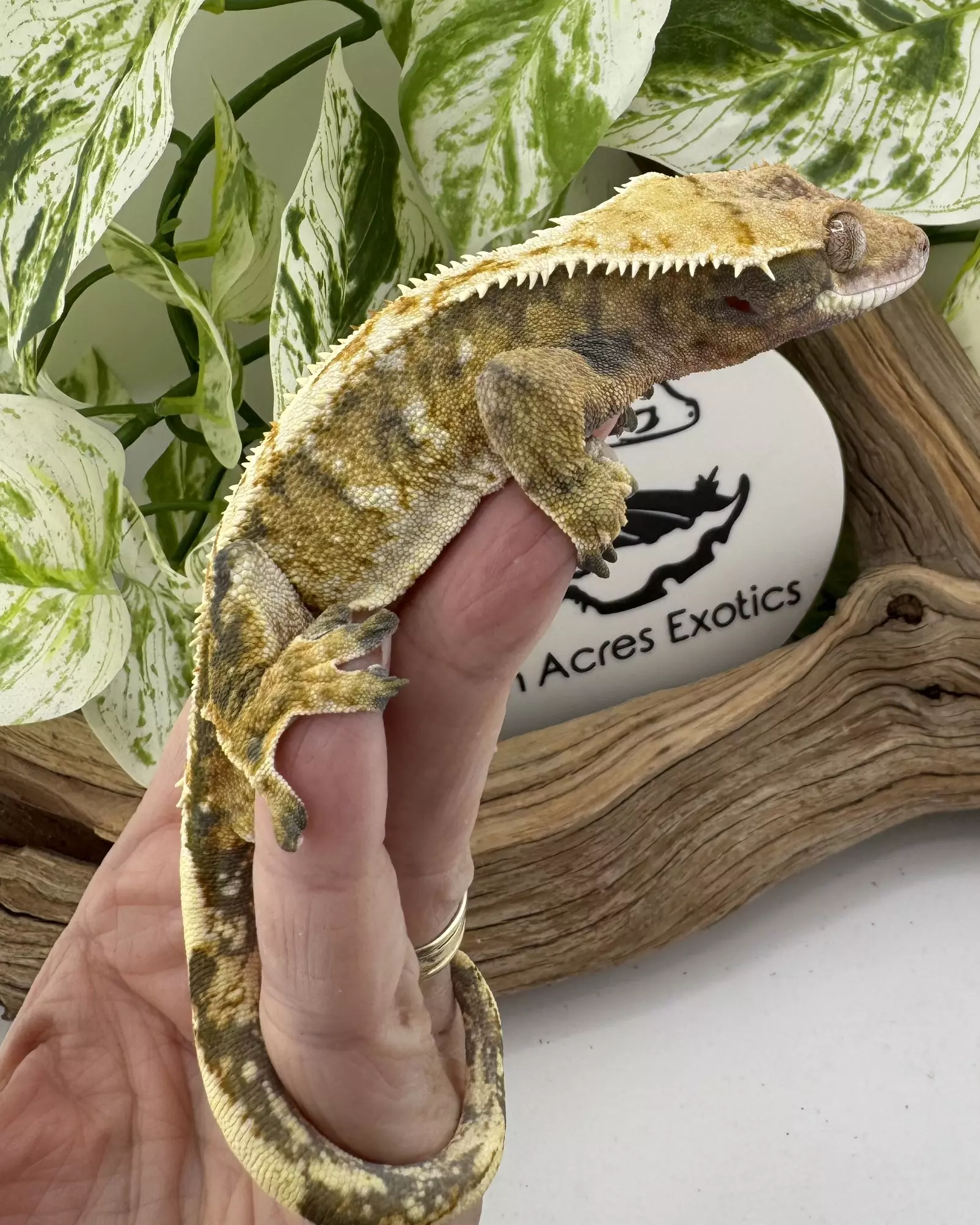 plant/Scorch proven 46g Tricolor Male-0