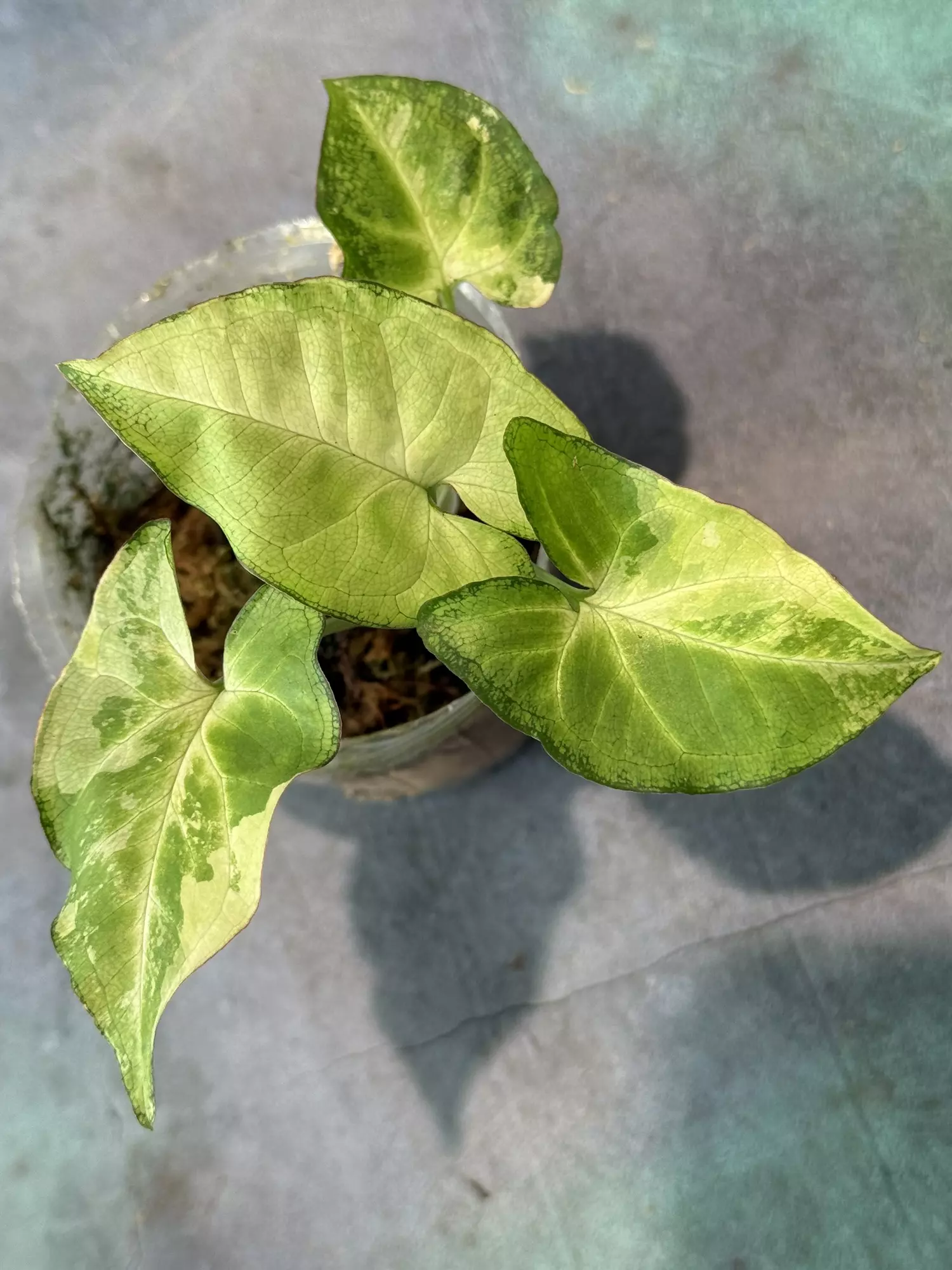 plant/Syngonium golden allora-0