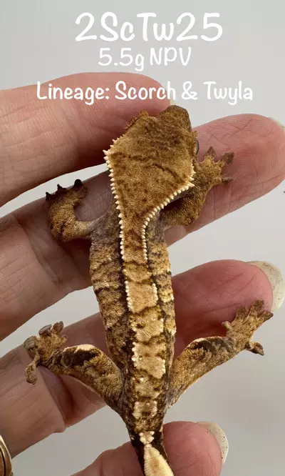 plant/Scorch proven 46g Tricolor Male-4-thumbnail