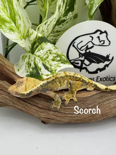 plant/Scorch proven 46g Tricolor Male-1-thumbnail
