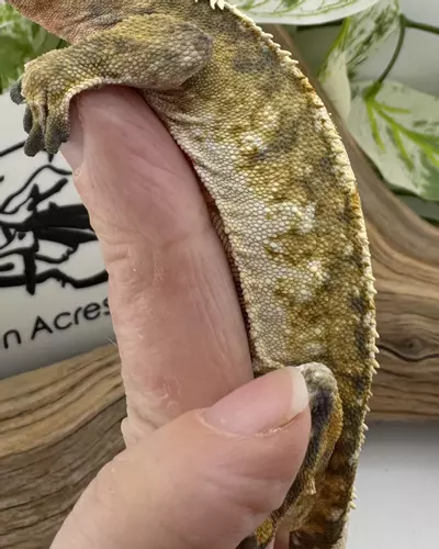 plant/Scorch proven 46g Tricolor Male-3-thumbnail