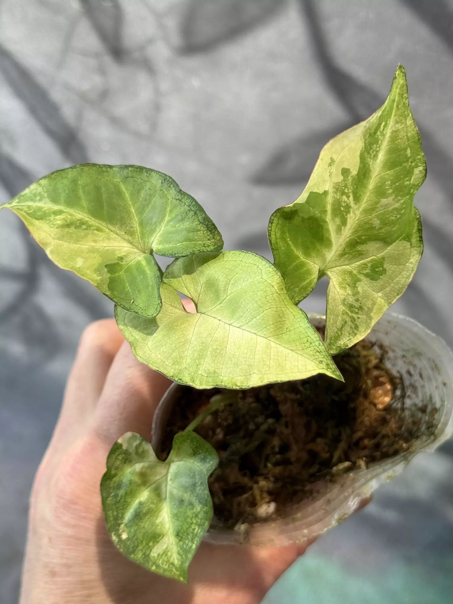 plant/Syngonium golden allora-1