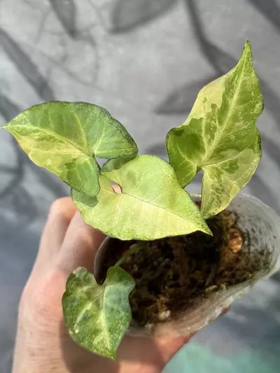 plant/Syngonium golden allora-1-thumbnail