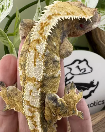 plant/Scorch proven 46g Tricolor Male-2-thumbnail