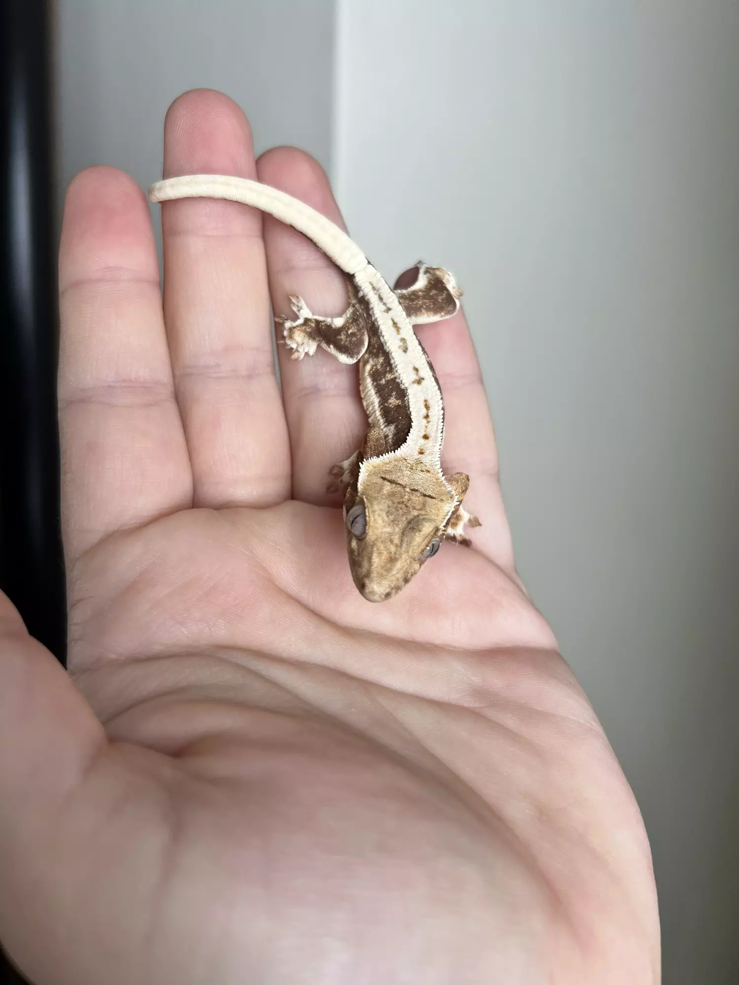 plant/PG6: Lilly White: No Pores Seen: 5 grams-3