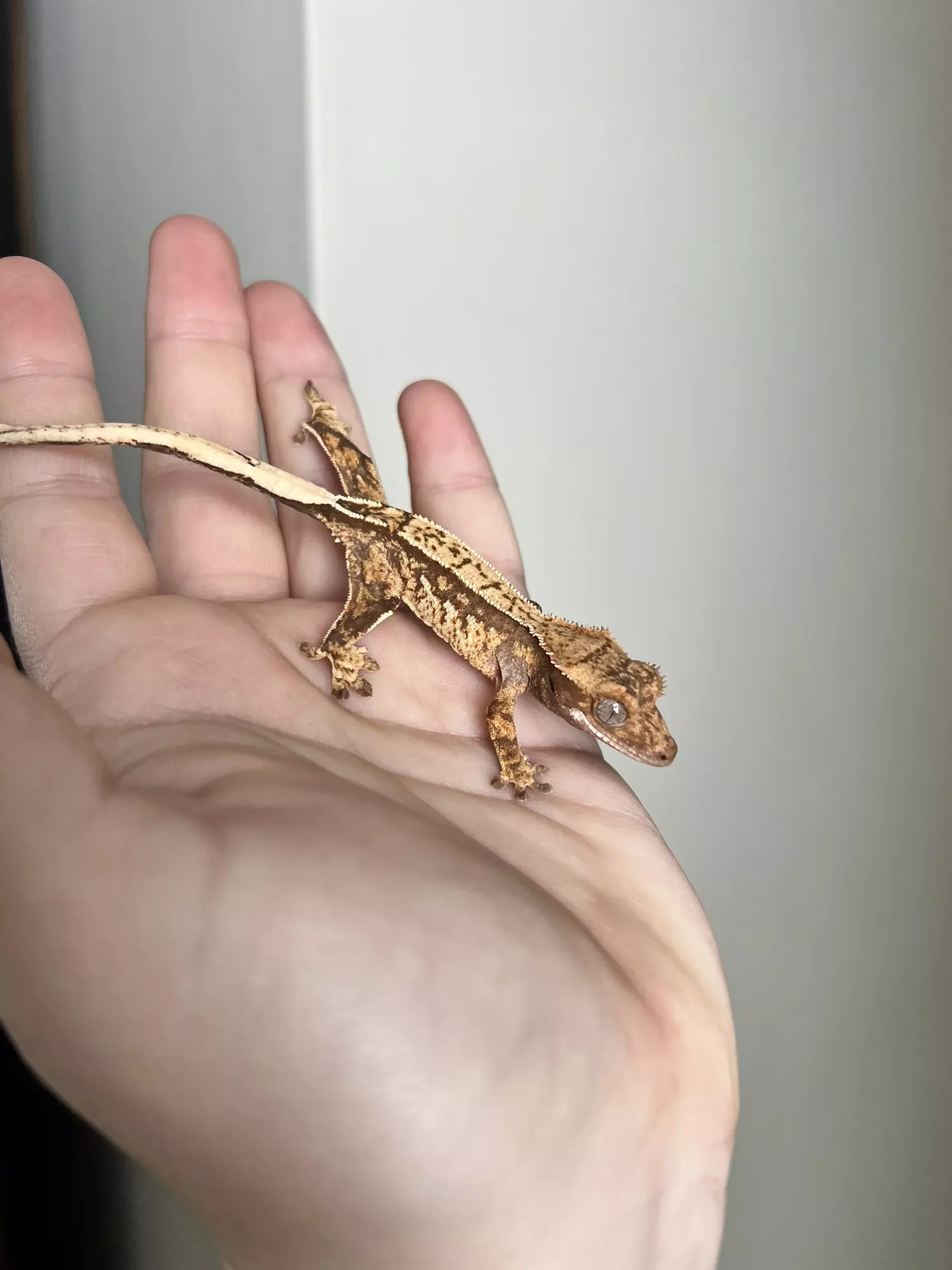 plant/VA1: 5 grams: No Pores Seen-1