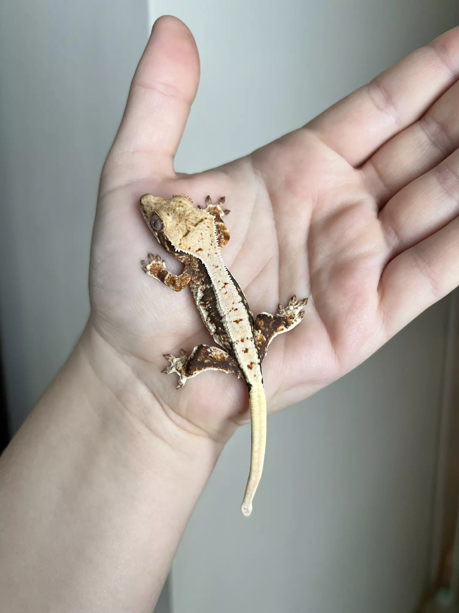 plant/PO1: Tricolor Lilly White: 7 grams: No Pores Seen-0