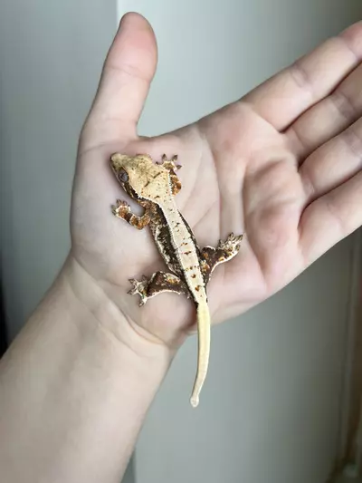 plant/PO1: Tricolor Lilly White: 7 grams: No Pores Seen-0-thumbnail