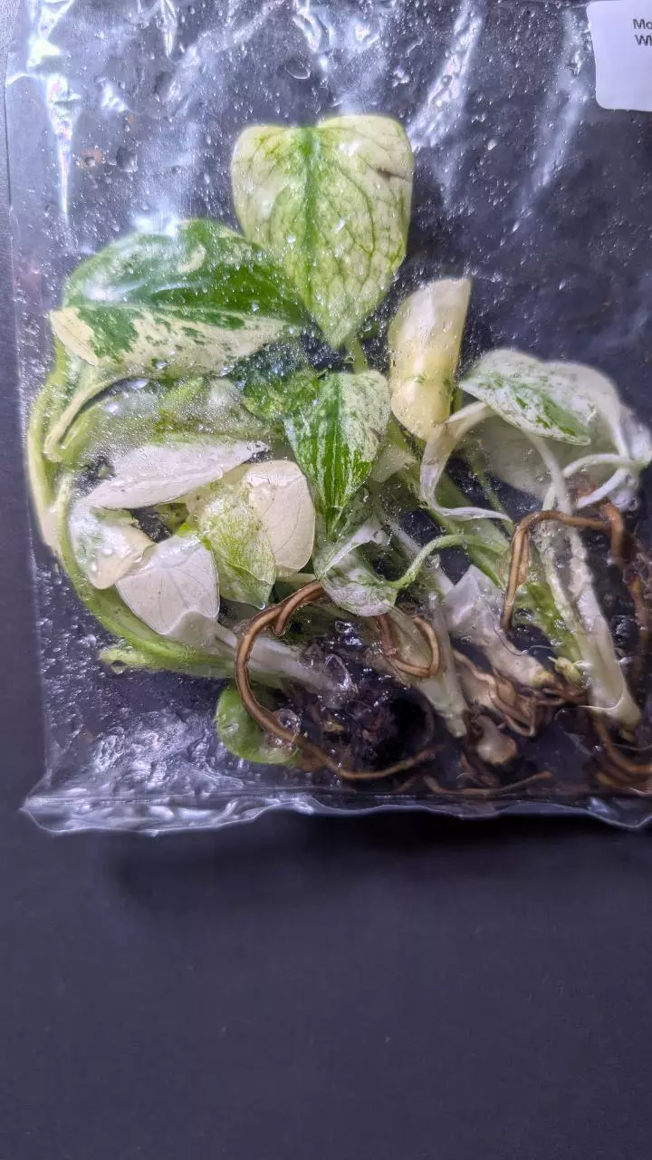 plant/Monstera White Monster 5 pack TC-0