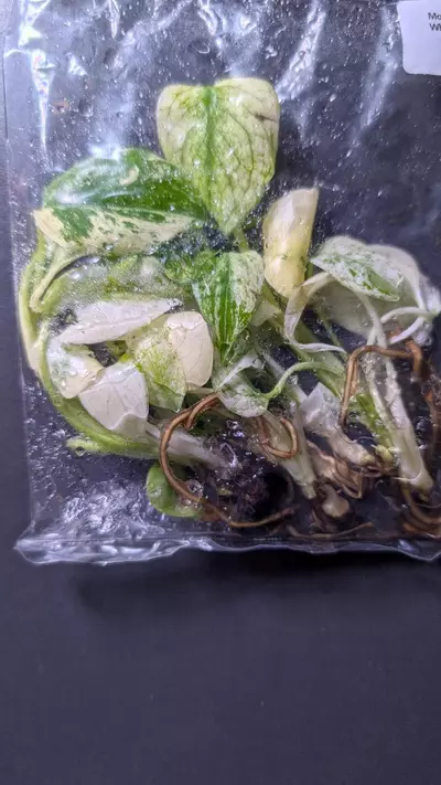 plant/Monstera White Monster 5 pack TC-0-thumbnail