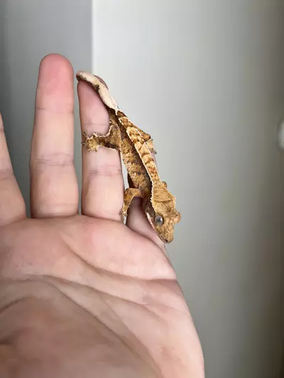 plant/MCJ1: No Pores Seen: Tricolor Harlequin: 5 grams-0-thumbnail