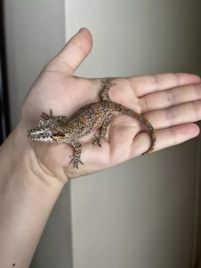 plant/PF1: Orange Blotch: 11 grams: NPS-0-thumbnail