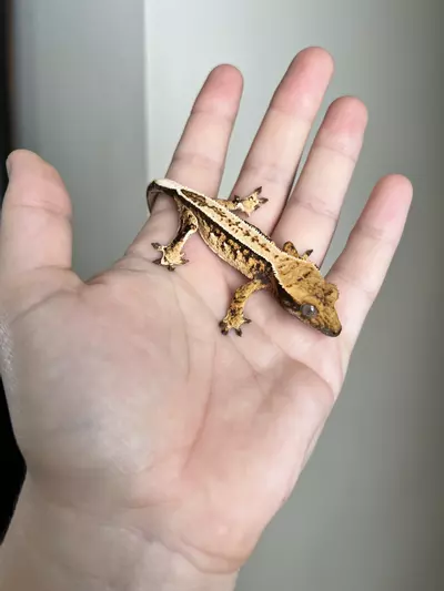 plant/PC8: Tricolor Harlequin: 6 grams: No Pores Seen-1-thumbnail