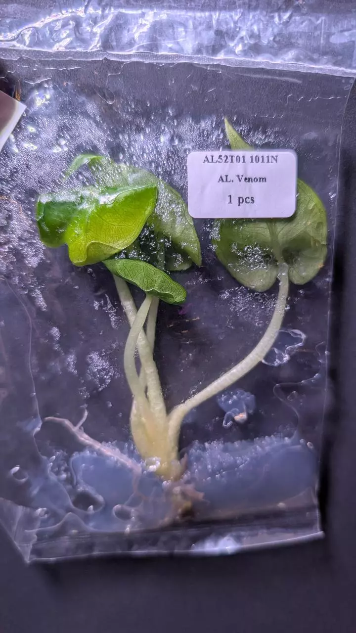 plant/Alocasia Venom TC-1