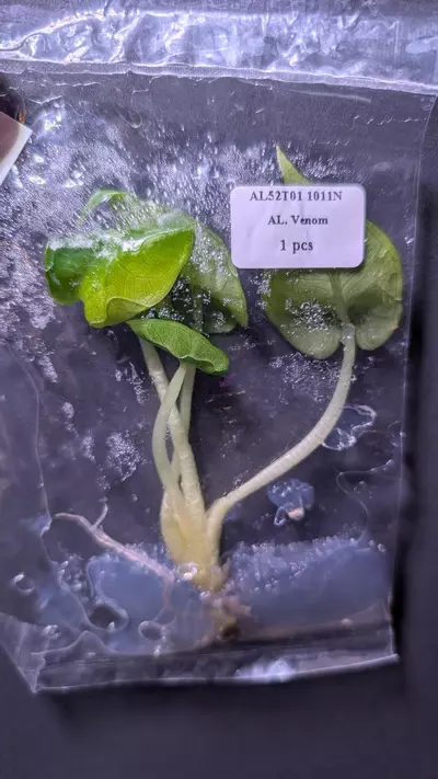 plant/Alocasia Venom TC-1-thumbnail