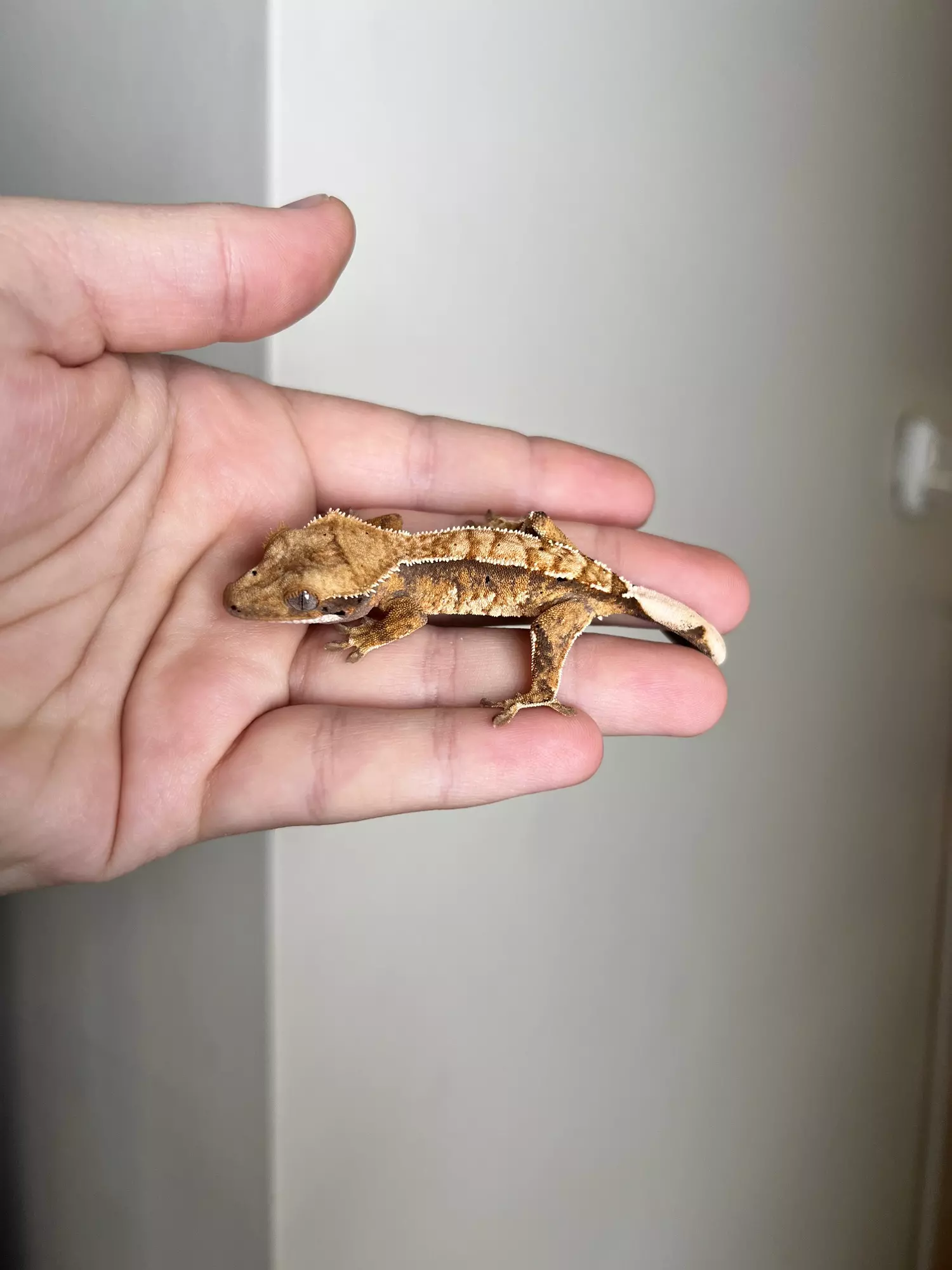 plant/MCJ1: No Pores Seen: Tricolor Harlequin: 5 grams-2