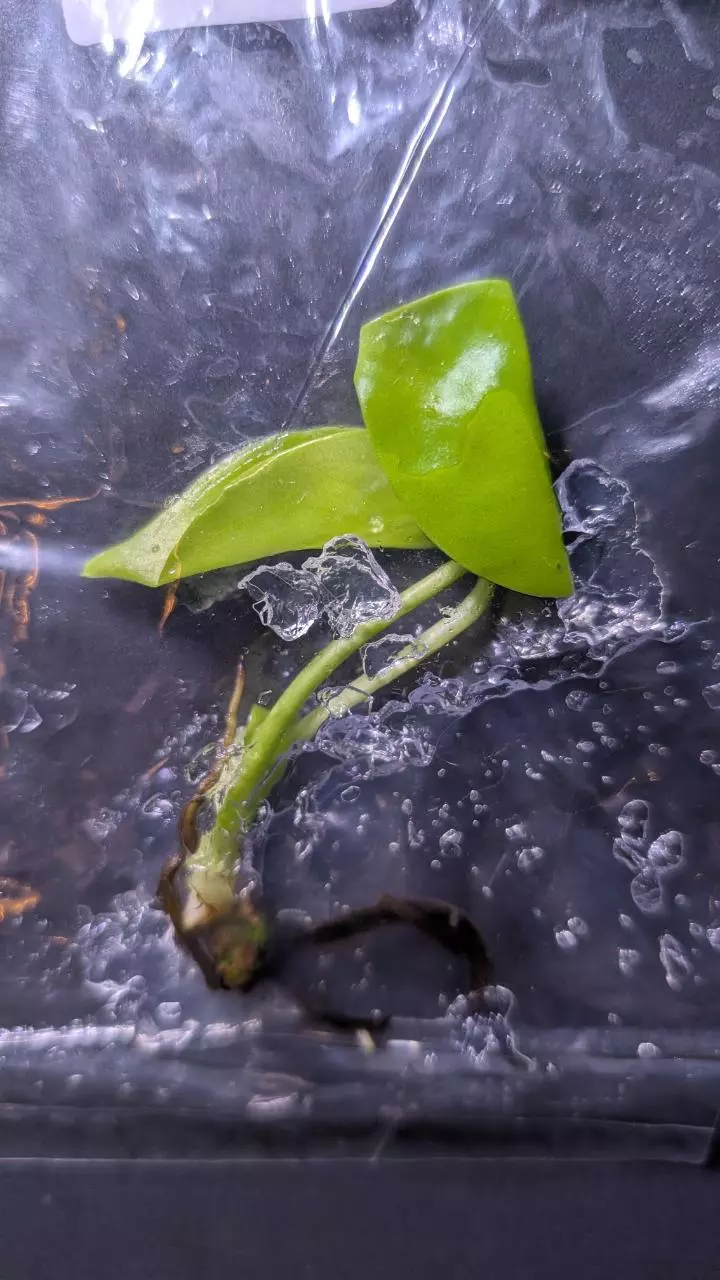 plant/Monstera Lemon Lime TC-0