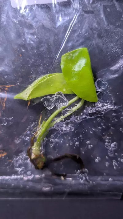 plant/Monstera Lemon Lime TC-0-thumbnail