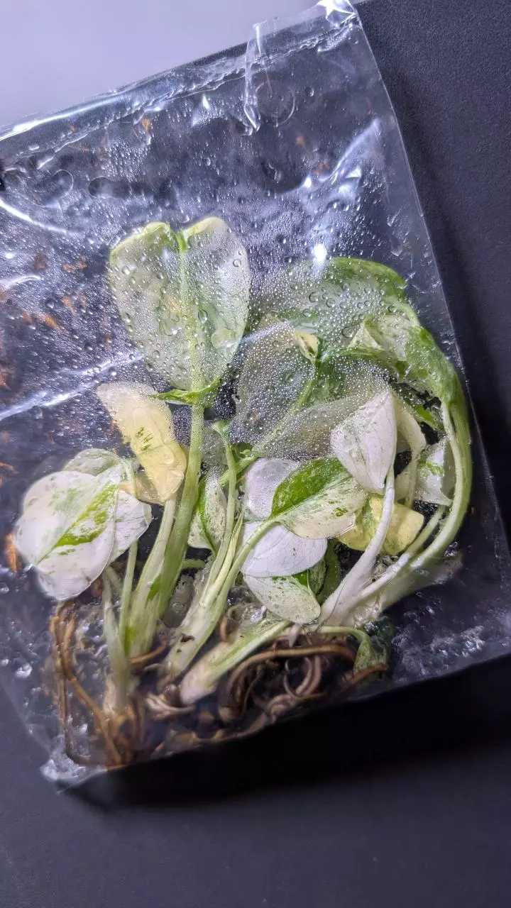 plant/Monstera White Monster 5 pack TC-1