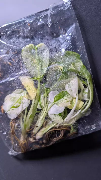 plant/Monstera White Monster 5 pack TC-1-thumbnail