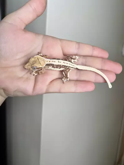 plant/PG6: Lilly White: No Pores Seen: 5 grams-1-thumbnail