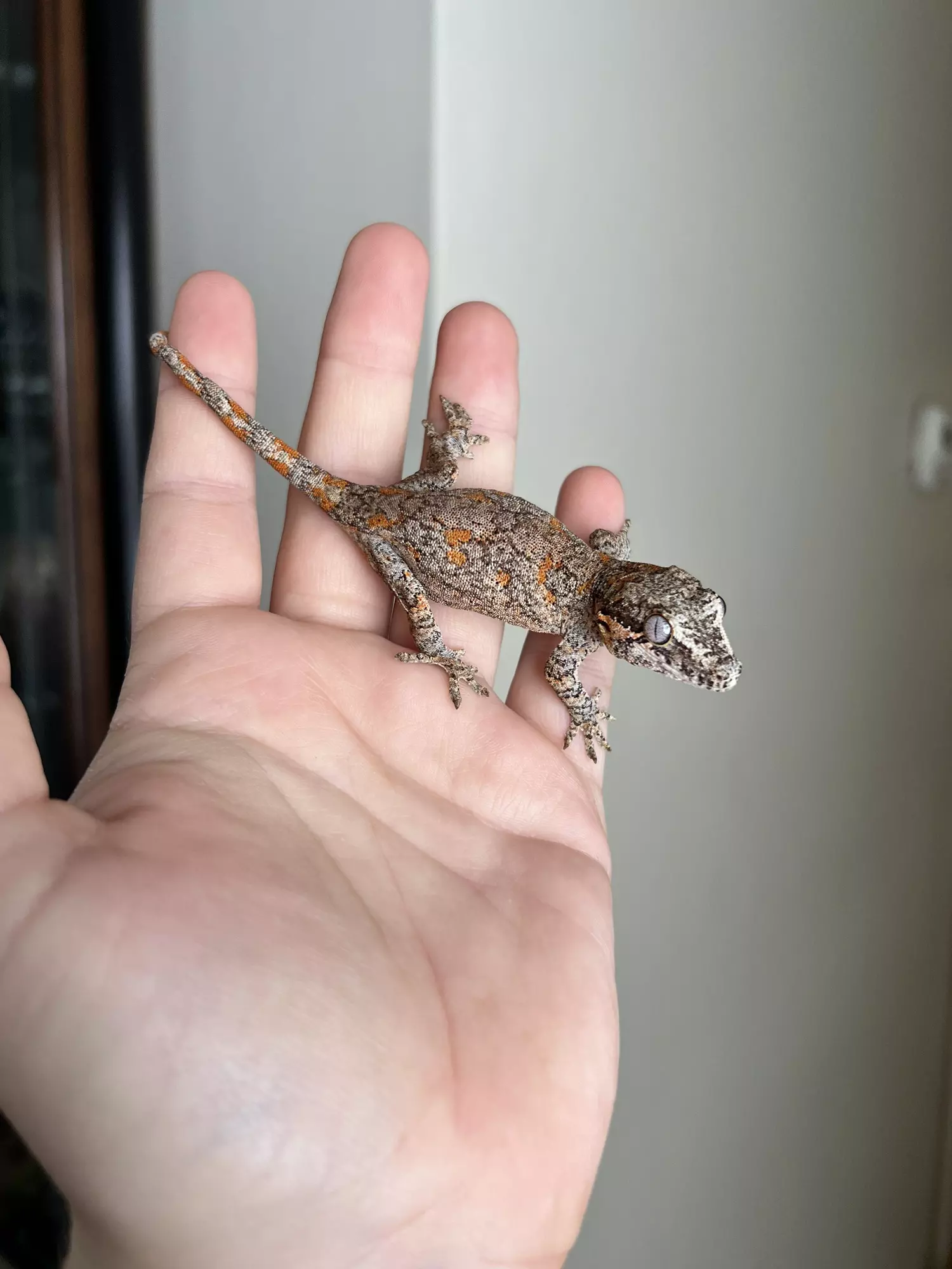 plant/PF1: Orange Blotch: 11 grams: NPS-1