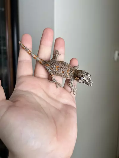 plant/PF1: Orange Blotch: 11 grams: NPS-1-thumbnail