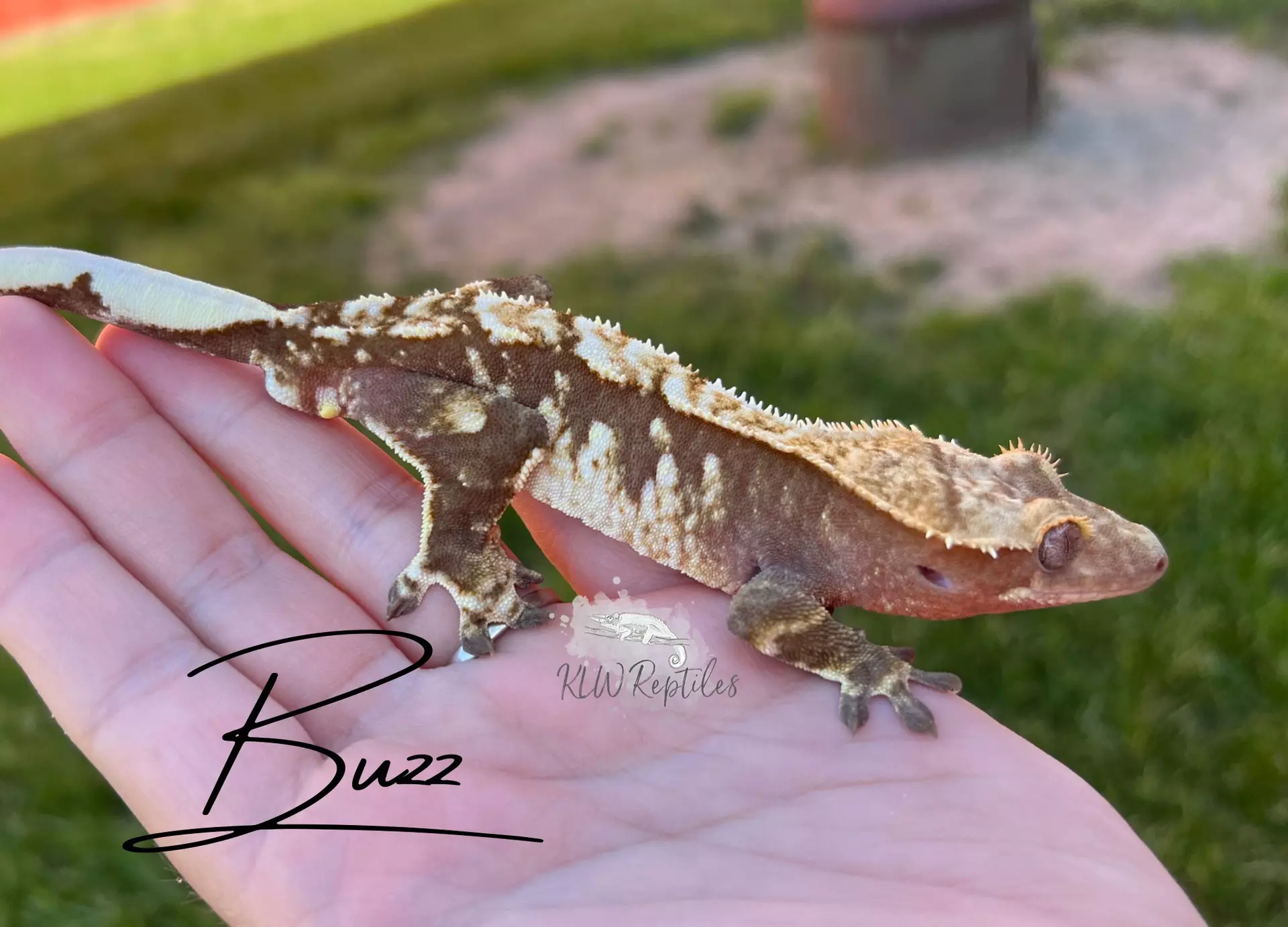 plant/Buzz: Proven Male: 50 grams-0