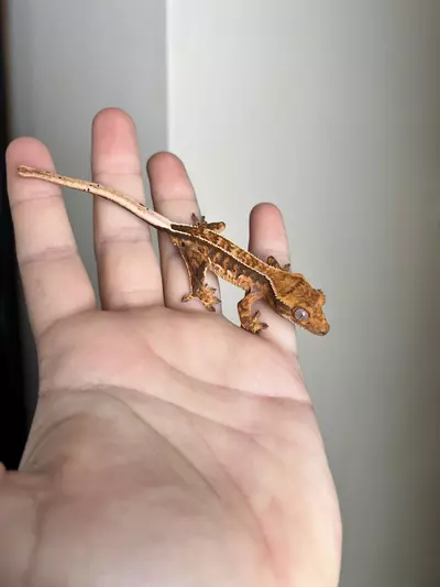 plant/HD4: Tricolor Harlequin: 5 grams: No Pores Seen-0-thumbnail