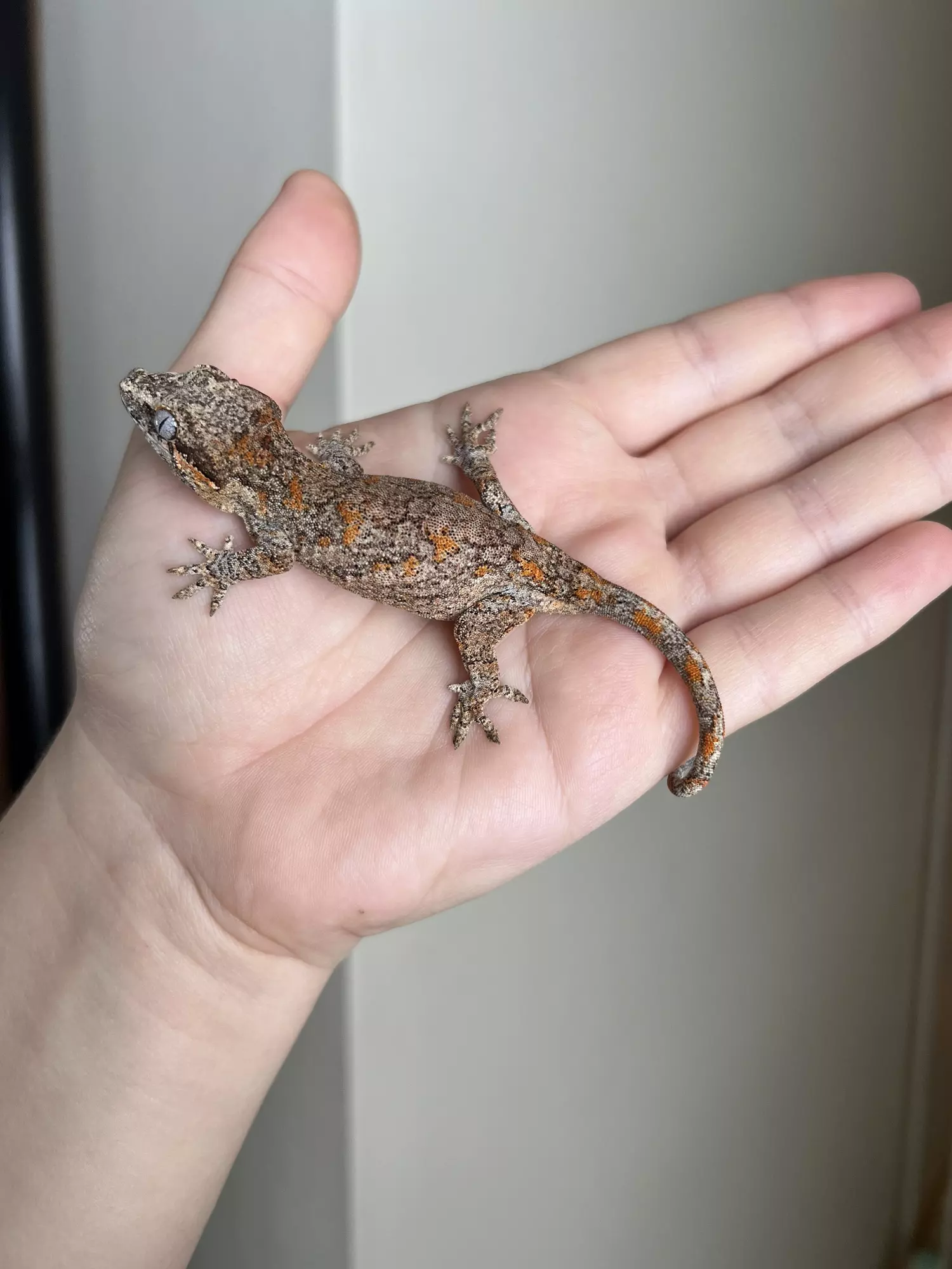 plant/PF1: Orange Blotch: 11 grams: NPS-2