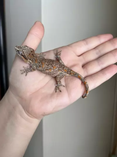 plant/PF1: Orange Blotch: 11 grams: NPS-2-thumbnail