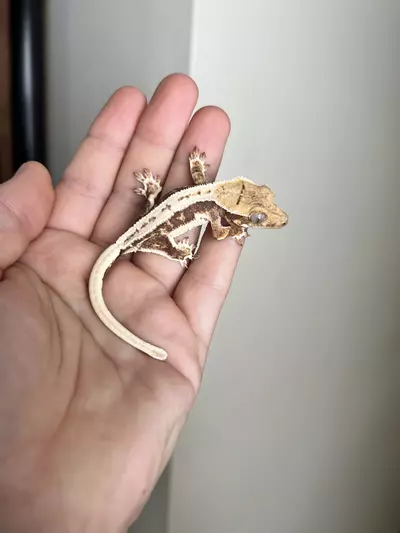 plant/PG6: Lilly White: No Pores Seen: 5 grams-0-thumbnail