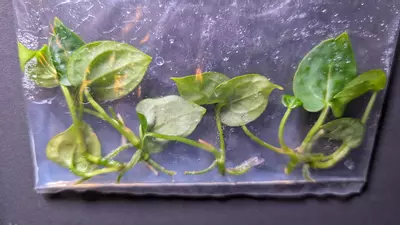 plant/Antherium Crystallinum 5 pack TC-1-thumbnail
