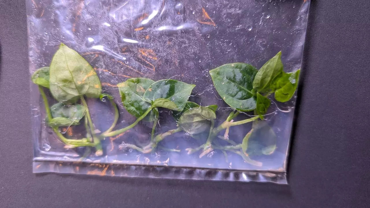 plant/Antherium Crystallinum 5 pack TC-0