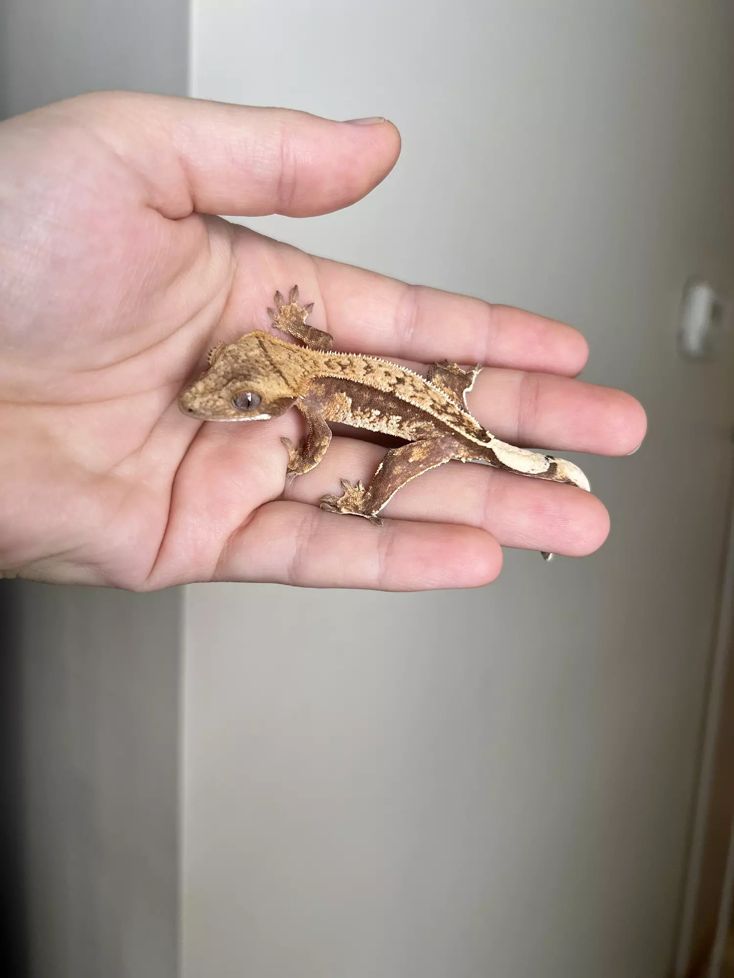 plant/SO2: Possible Pores Seen: 6 grams-0