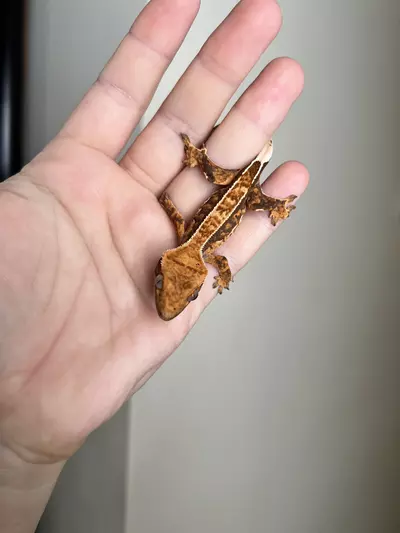 plant/HD4: Tricolor Harlequin: 5 grams: No Pores Seen-1-thumbnail