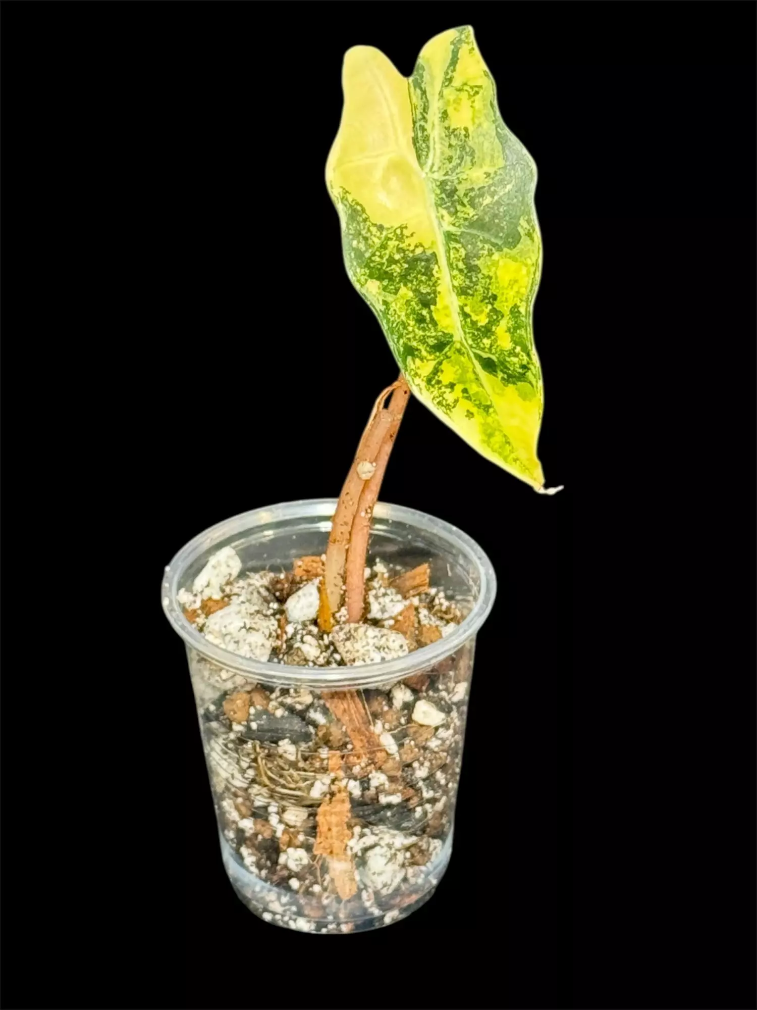 plant/Alocasia Polly x Watsoniana Aurea-0