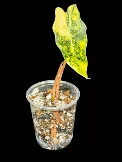 plant/Alocasia Polly x Watsoniana Aurea-0-thumbnail