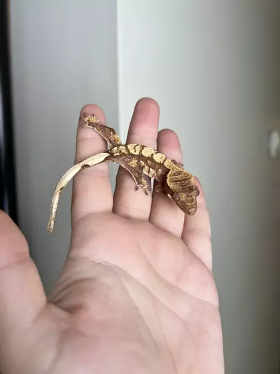 plant/MTS4: 6 grams: No Pores Seen-0-thumbnail