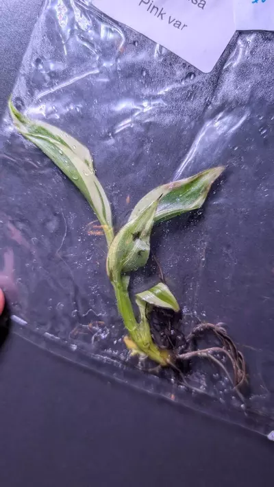 plant/Musa NoNo Pink banana tree-1-thumbnail