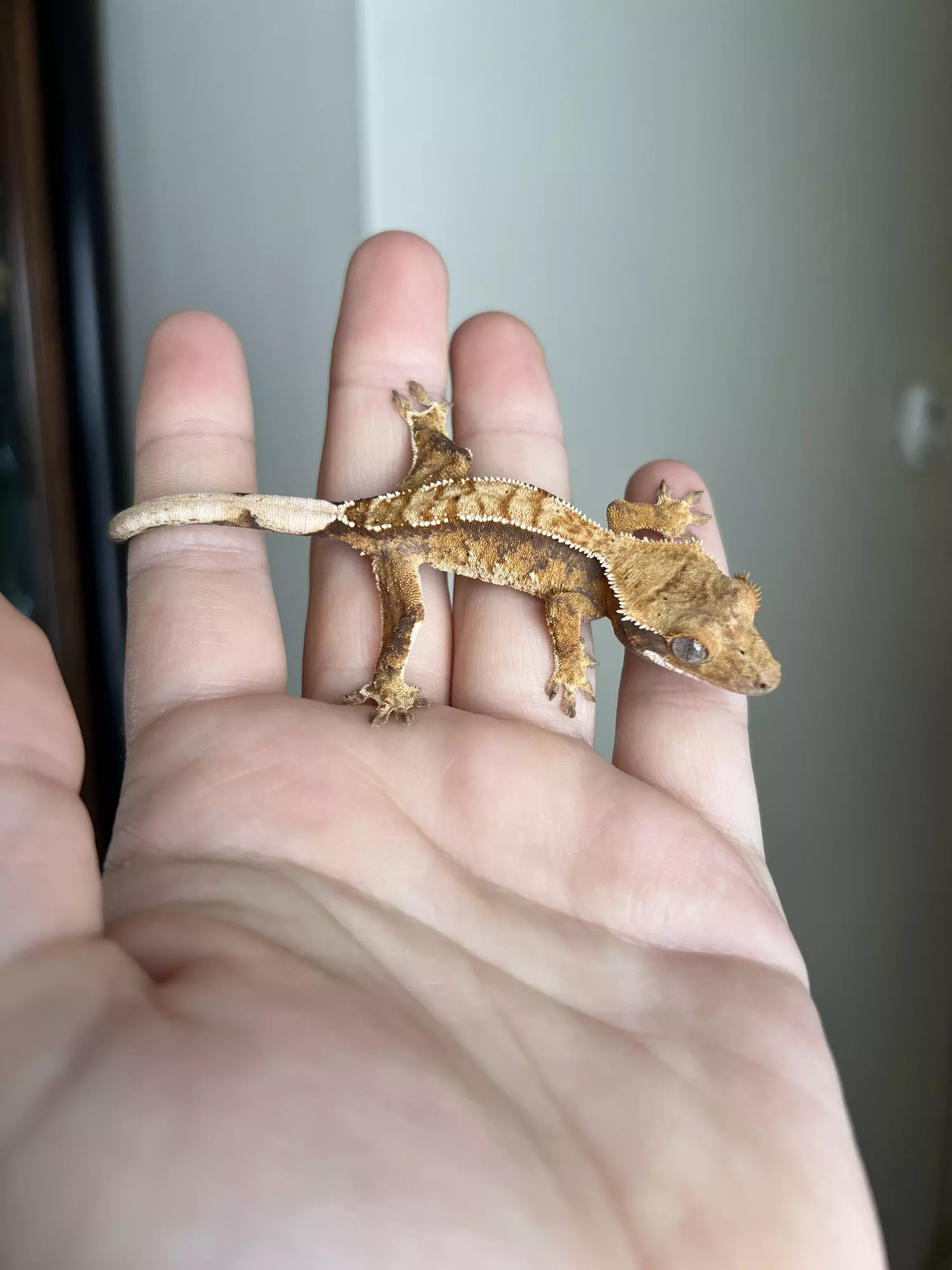 plant/MCJ1: No Pores Seen: Tricolor Harlequin: 5 grams-1