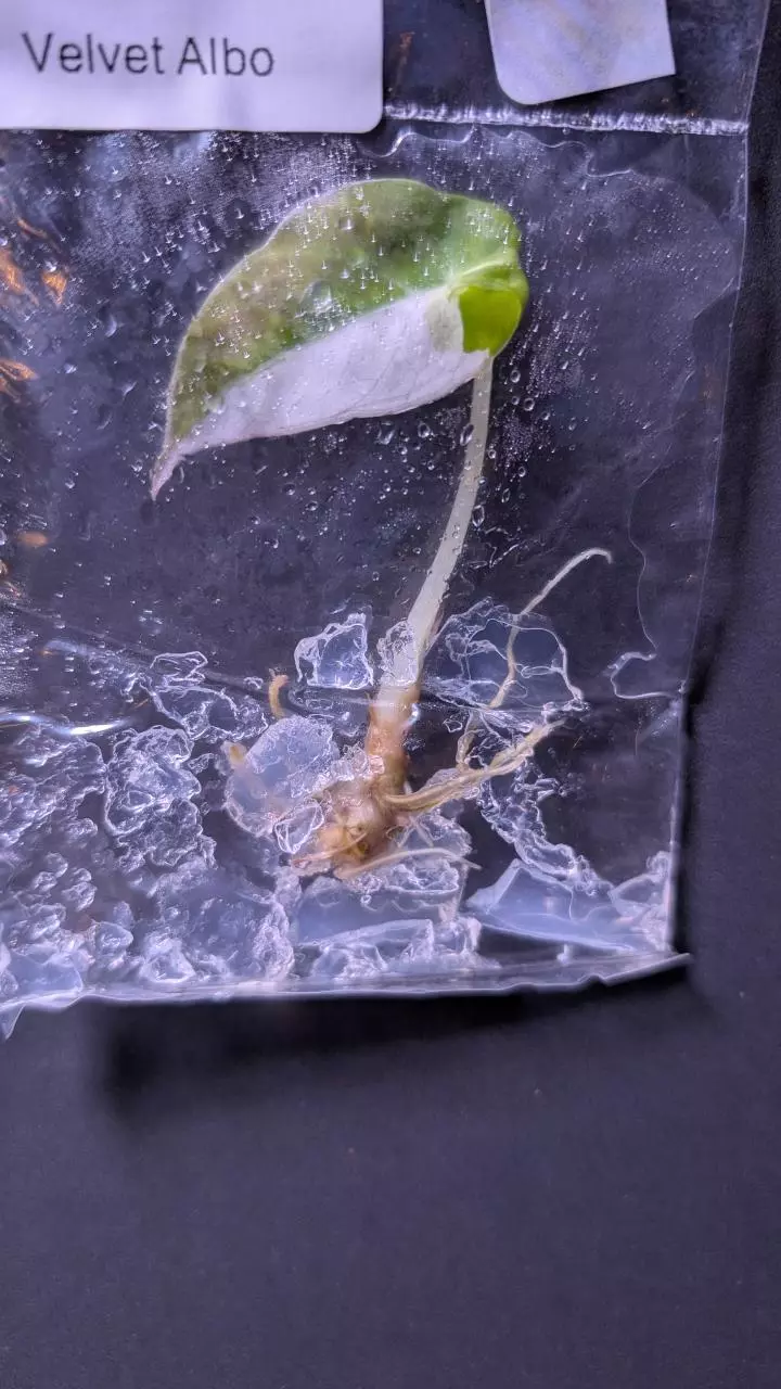 plant/Alocasia Black Velvet Albo (pink) TC-0