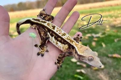 plant/Dill: Proven Male Tricolor: 40 grams-0-thumbnail