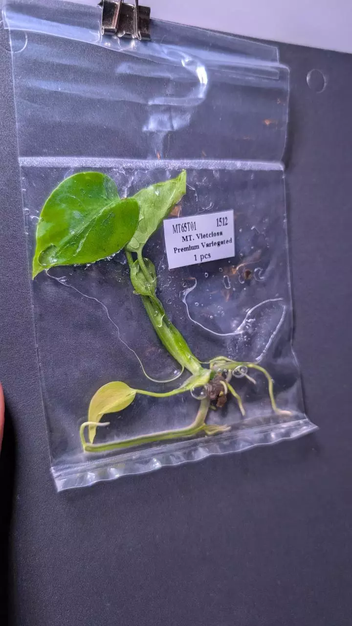 plant/Monstera Vietcosa TC-0