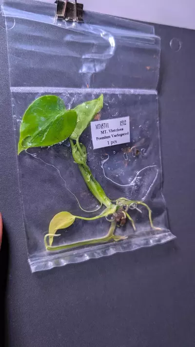 plant/Monstera Vietcosa TC-0-thumbnail